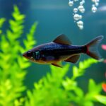 Black Phantom Tetra swimming gracefully in a vibrant aquarium with lush green and red plants, showcasing its unique dark body and shimmering scales.