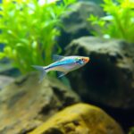 Rummy-Nose Tetra