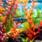 Congo Tetra