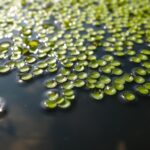 Duckweed (Lemna minor)