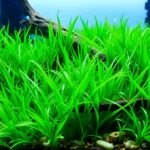 Dwarf Hairgrass (Eleocharis parvula)