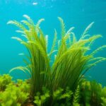 Hornwort (Ceratophyllum demersum)