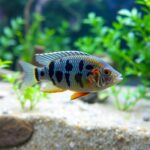 Viejita Dwarf Cichlid